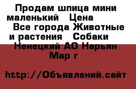 Продам шпица мини маленький › Цена ­ 15 000 - Все города Животные и растения » Собаки   . Ненецкий АО,Нарьян-Мар г.